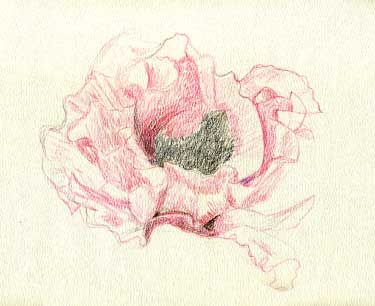 Poppy - water color